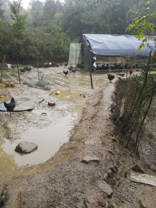 金寨大别山散养鸡